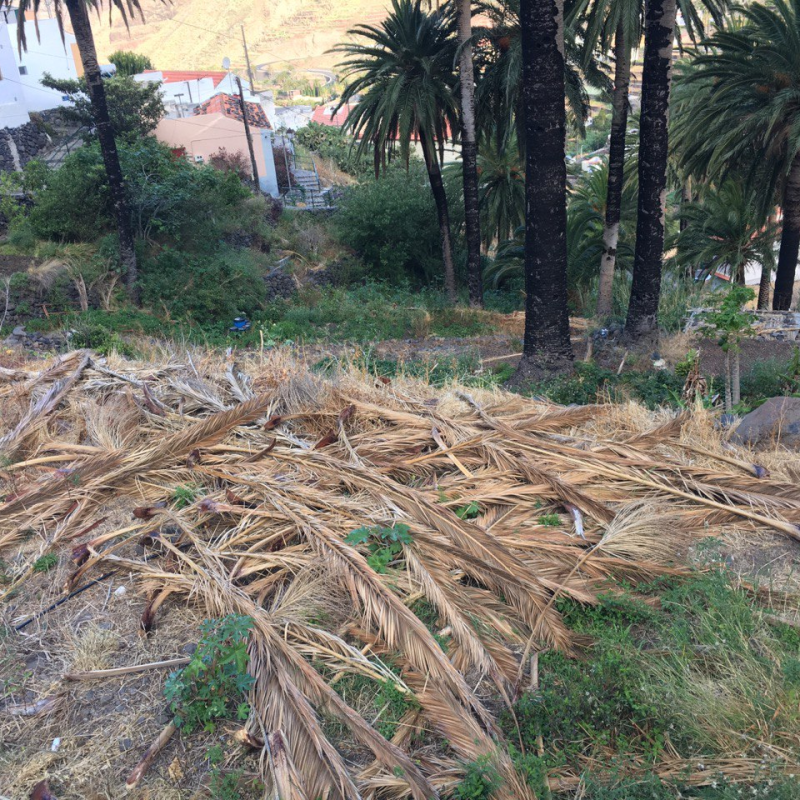 Iniciativa por La Gomera alerta del estado que muestran muchos espacios de la isla para la expansión de incendios&nbsp;forestales
