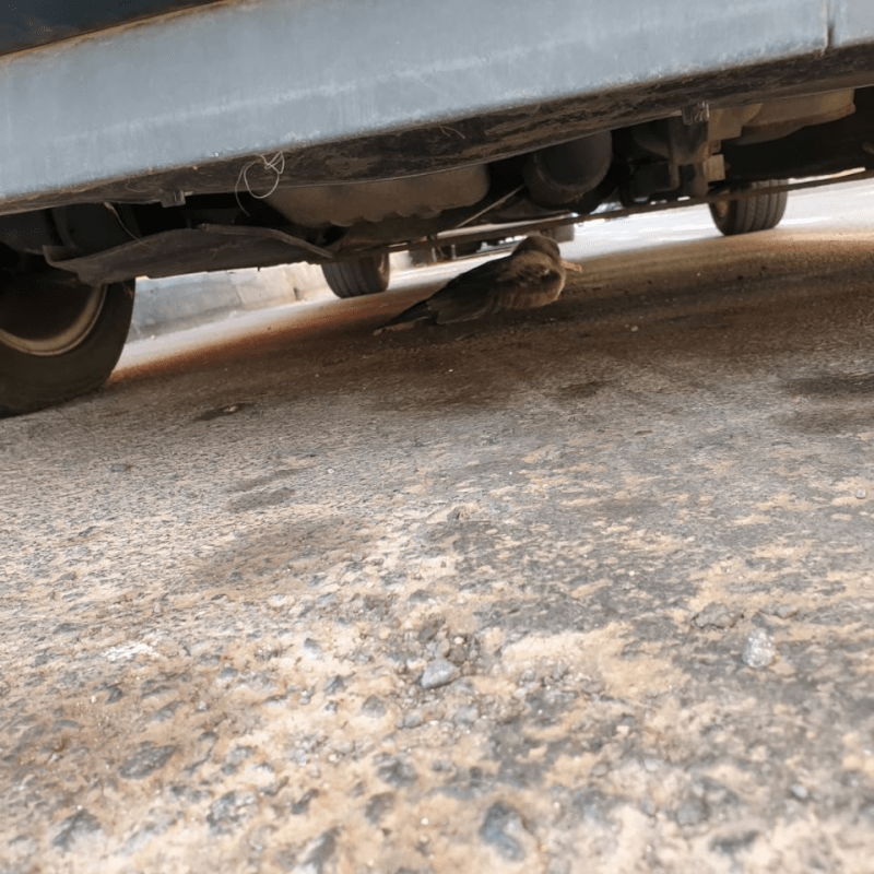 Iniciativa por La Gomera (IxLG) lamenta la falta de control y de responsabilidad del Cabildo en la protección de la pardela&nbsp;cenicienta